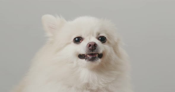 White Pomeranian Dog Bark