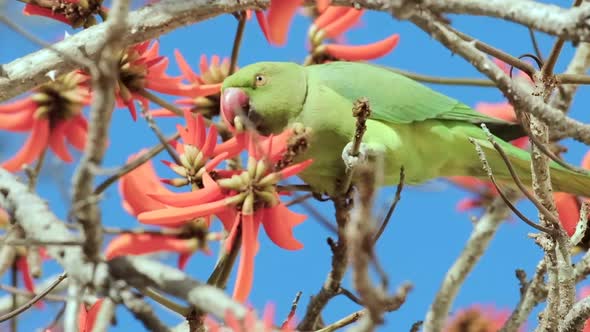 A green Parrot drinks nectar from blooming red flowers