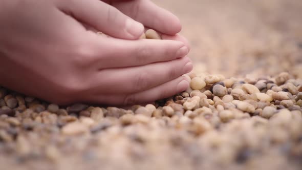 Hands picking up and dropping pebbles