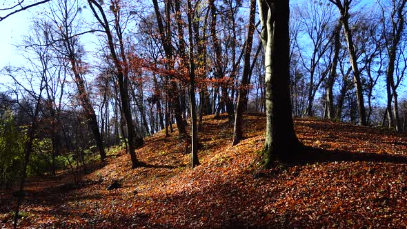 Fallen leaves in the autumn park.