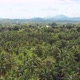 Flight above Coconut Palm Trees - VideoHive Item for Sale
