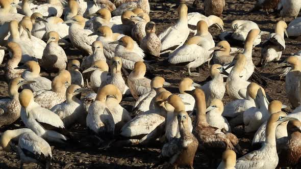 Cape Gannet Colony - South Africa