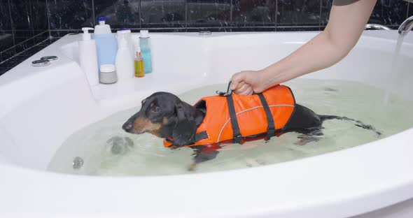 Vet Holds Dachshund Dog in Life Vest Swims in Circles in Bathtub with Water During Rehab Bathing