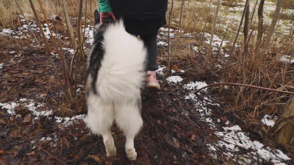 Young Beautiful Woman Walks and Plays with Her Husky Dog at Winter Around Forest