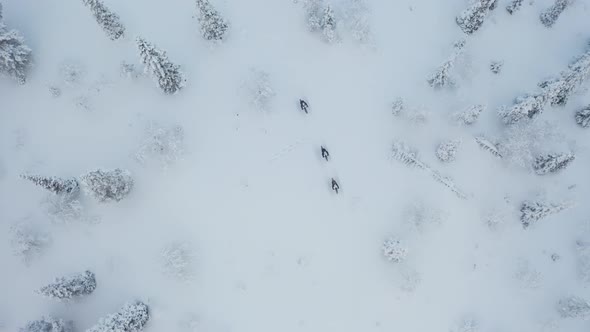 Aerial view from above of three persons fatbiking during winter in the middle of snowy forest in Lap