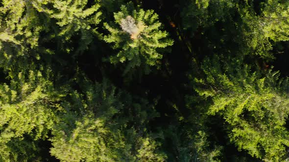 Top down panning shot over green conifer treetops from low range filmed by a drone in 4k