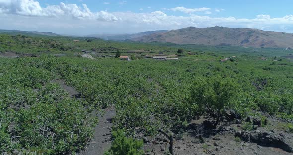 Aerial View of Pistacchio Trees in Bronte