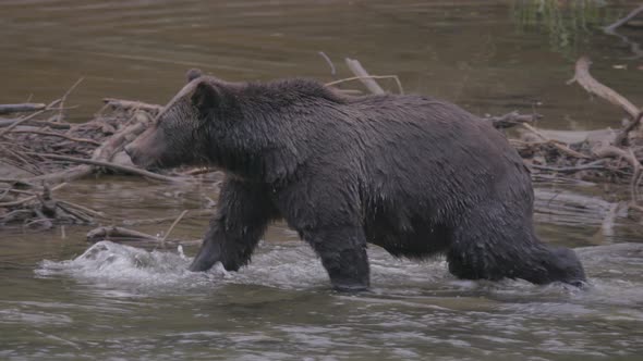 Grizzly Bear Walking in Shallow Water