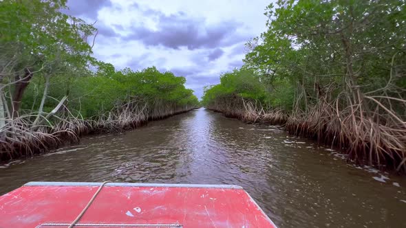 Highspeed Airboat Ride Through a Mangrove Forest in the Everglades