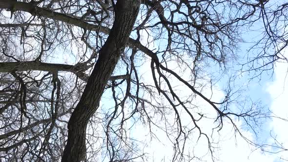 Vertical Video of the Forest with Trees Without Leaves Slow Motion