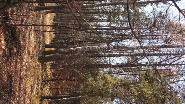 Vertical Video of an Autumn Forest During the Day in Ukraine