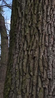 Vertical Video of the Forest with Trees Without Leaves Slow Motion