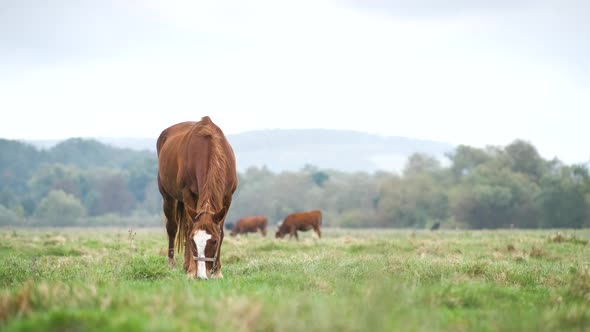 Beautiful chestnut horse grazing in summer field. Green pasture with feeding farm stallion