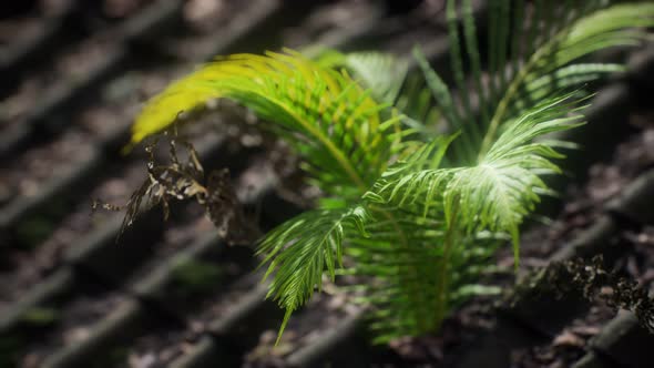 Moss and Fern on Old Roof