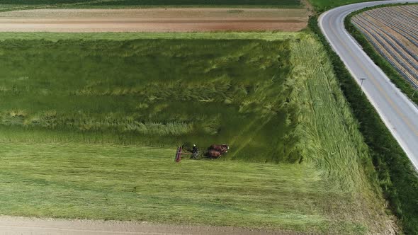 Aerial View of Amish Farm Worker Harvesting Spring Crop With Team of 2 Horses