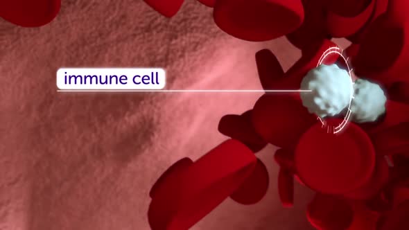 3D Medical Animation of Immunotherapy.