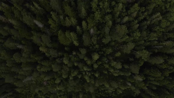 Amazing top down view of pine forest as the drone circles higher and higher revealing more trees and