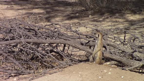 Cute and curious african Meerkat stands alert on sand mound, Kalahari