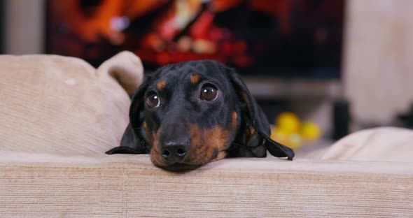 Portrait of a Funny Dachshund Puppy Who Put Its Head on the Back of Couch and Attentively Watches