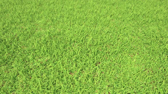 Perfect Fresh Green Grass Lawn