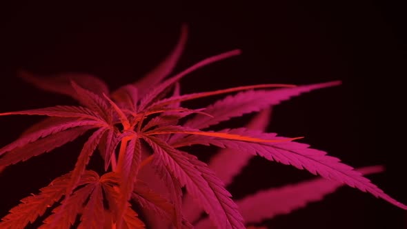 Cannabis plants growing in an indoor farm.