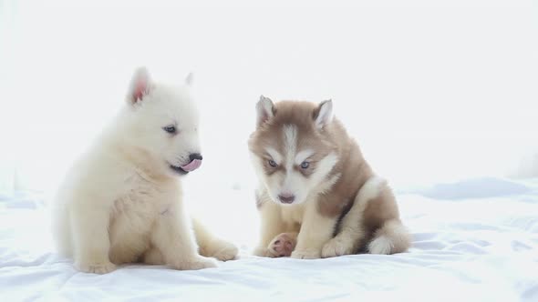 Cute Siberian Husky Puppies Playing On White Bed Together Under Sunlight