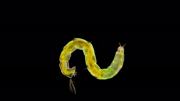 Insect Larva Chironomidae Under the Microscope, Distributed at the Bottom of Ponds, Are Indicators