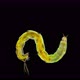 Insect Larva Chironomidae Under the Microscope, Distributed at the Bottom of Ponds, Are Indicators - VideoHive Item for Sale