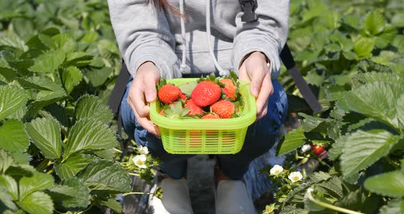 Woman holding strawberry on basket in the field