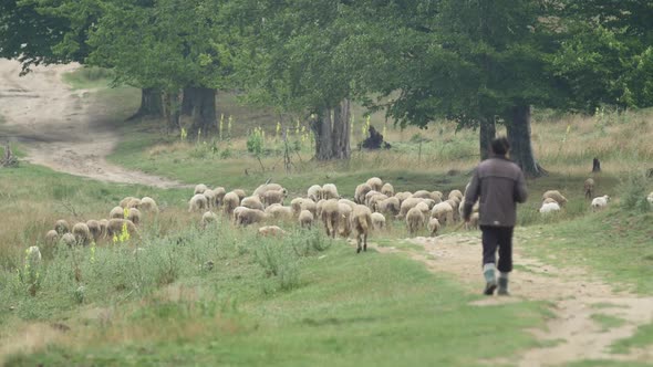 Sheep Herder