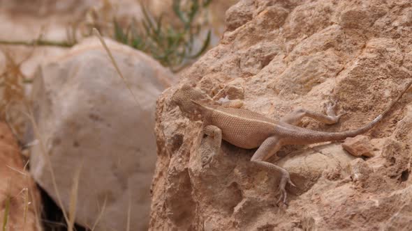 Desert Agama on a rock 