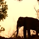 asia elephant in tropical forest - VideoHive Item for Sale