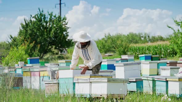 Young beekeeper working in the apiary. Beekeeping concept. Beekeeper harvesting honey