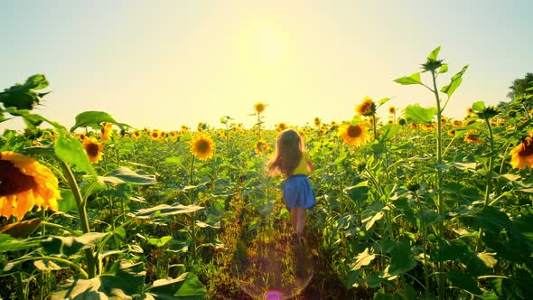 Girl Runs on a Field of Sunflowers at Sunset