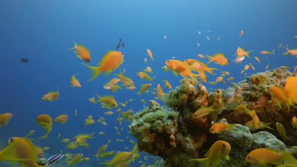 Tropical Sea Fishes Underwater