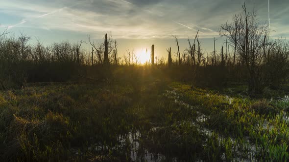 Sun setting down behind majestic vibrant moorland of Belgium, time lapse view