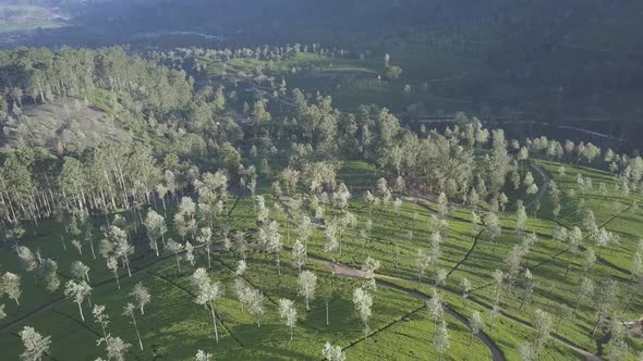 Endless Tropical Highland with Fresh Green Plantations