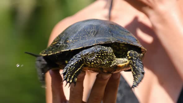 Turtle Lies on the Woman Hand on Backdrop of River with Green Vegetation