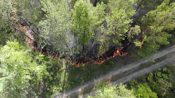 Fire in the Forest Burning Trees and Grass