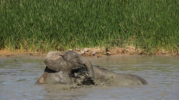 Playful African Elephants - South Africa