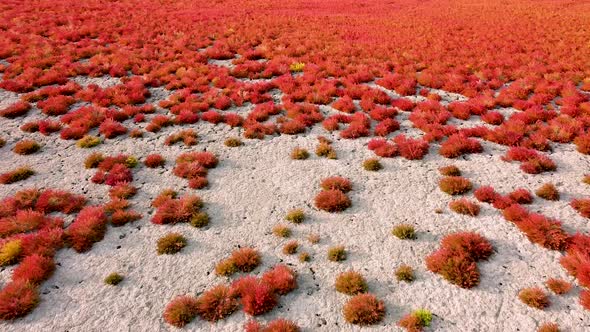 Red grass