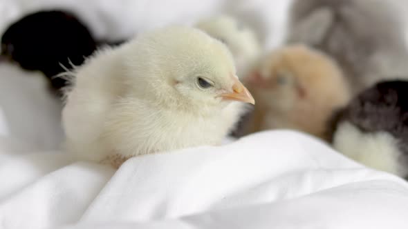 little baby chickens sleeping or fallen asleep on white,grey blanket,coverlet in bedroom.adorable 