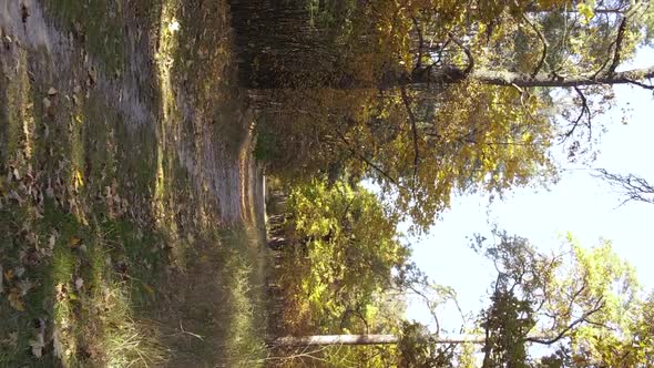 Vertical Video of a Forest with Many Trees in Autumn