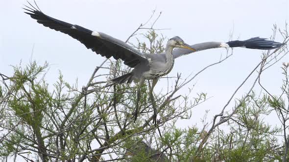 Grey heron, Ardea cinerea, Camargue, France