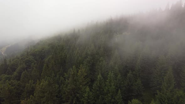 Flight Over the Green Spruce Forests in the Mountains in Summer