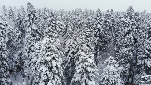 A Breathtaking Low Aerial View Flying Over a Mixed Forest and Tall Snowy Pines Past Branches in the
