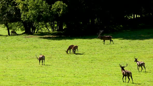 Deer in the mating period in the belgian ardennes. Deer with females in the wild. Rutting deer. Deer