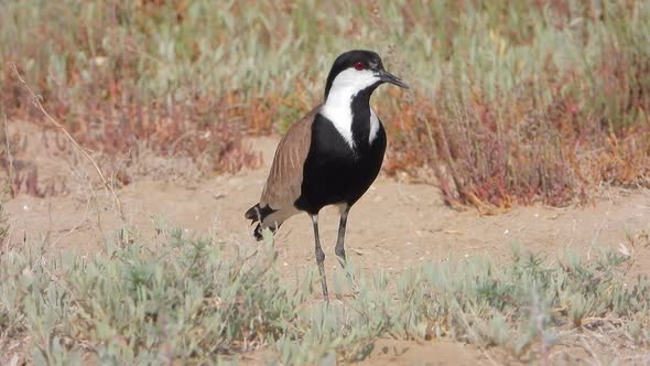 A Lonely Lapwing in The Arid Land