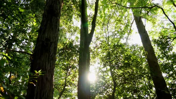 Forest Tree