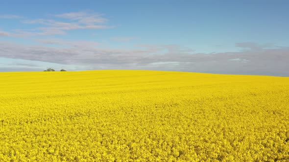 Aerial view of the rapeseed fields in the summertime